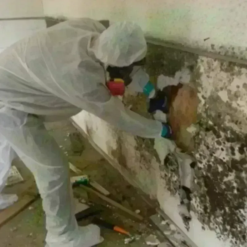 Mold Remediation and Removal in Wild Peach Village, TX